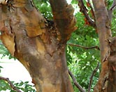 Maple tree bark photograph